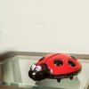 Dreambaby Ladybug Night Light 2